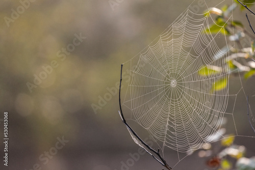 Spider web in morning dew