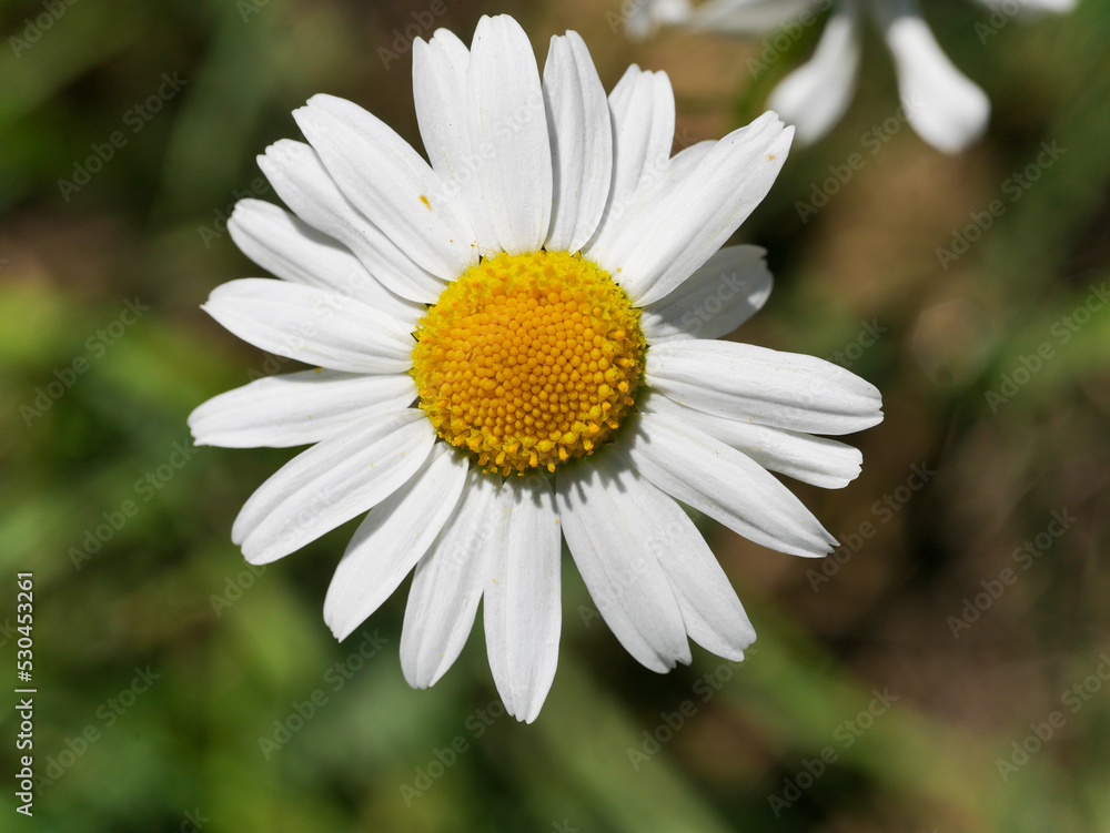 invasive oxeye daisy flower invasive oxeye daisy flower