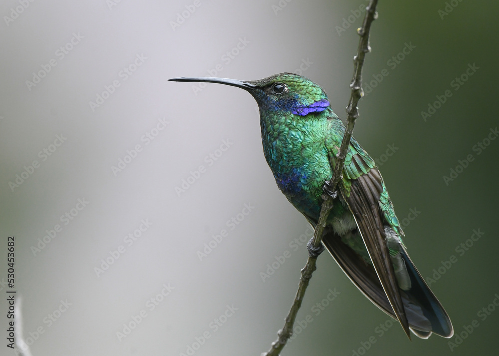 Fototapeta premium sparkling violetear hummingbird on a branch