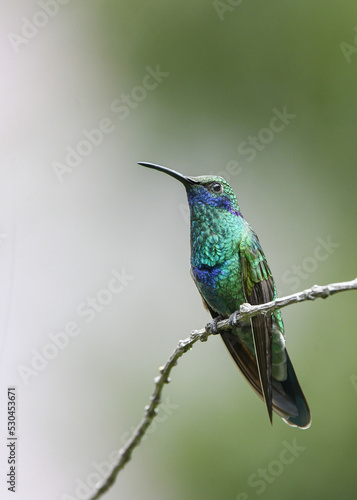 sparkling violetear hummingbird on a branch