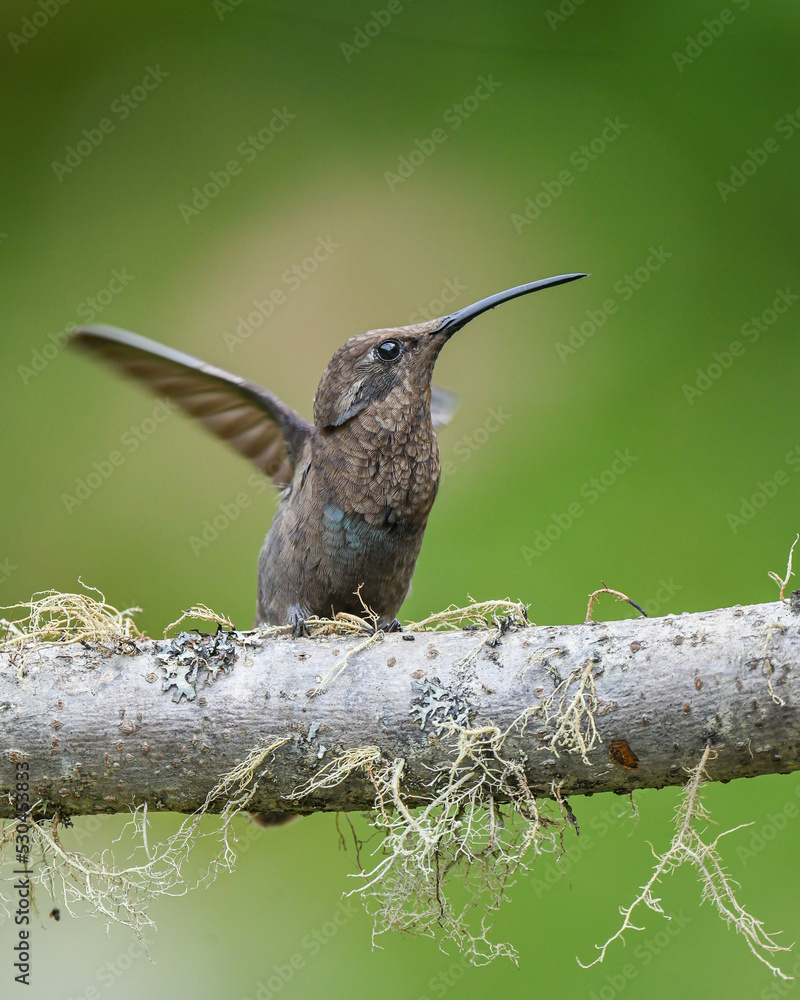 Obraz premium rare sparkling violetear hummingbird with athipical coloration