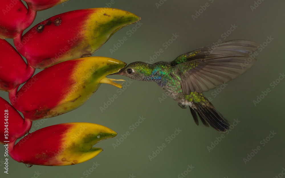 Fototapeta premium sapphire spangled emerald in flight feeding on a heliconia