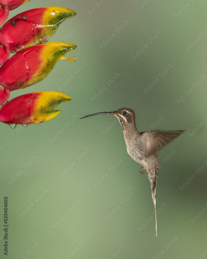 Fototapeta premium white bearded hermit hummingbird in flight and heliconia