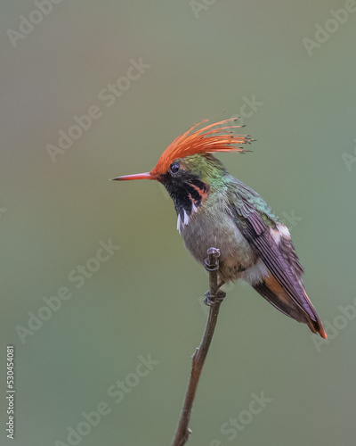 side portrait of a rufous crested coquette hummingbird