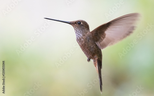 bronzy inca a dull colored hummingbird in flight