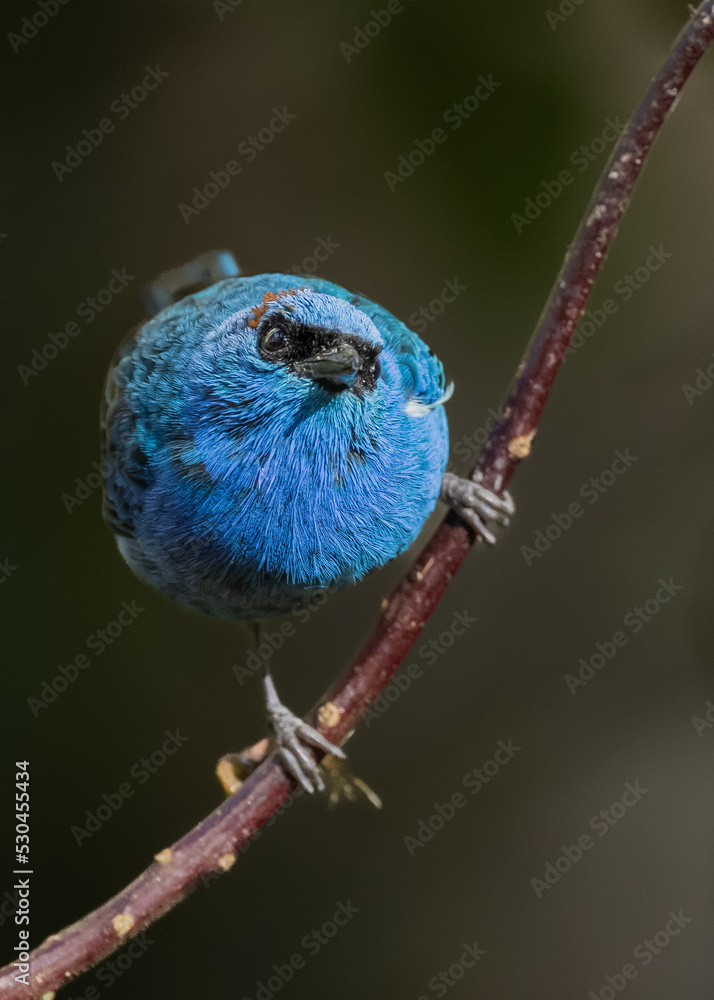 Obraz premium golden naped tanager a curious blue bird on a branch