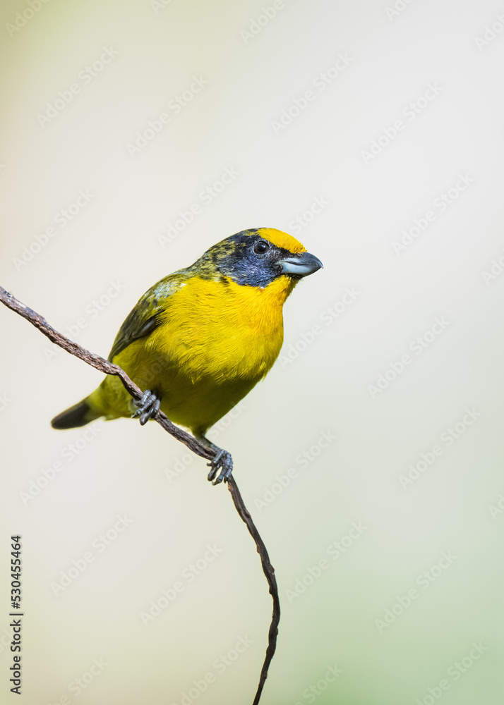 immature orange breasted euphonia, perched on a thin branch