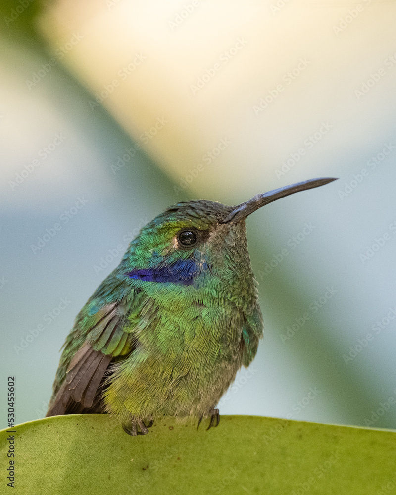 Fototapeta premium lesser violetear hummingbird on a leave