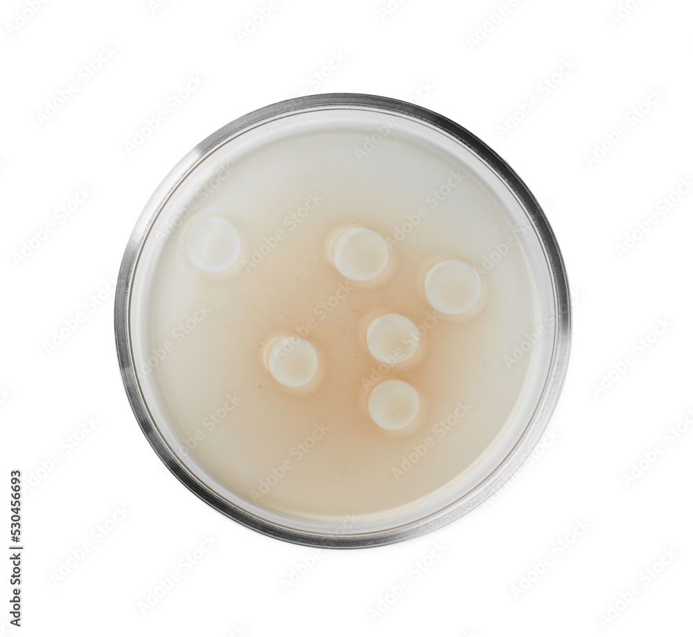 Petri dish with beige liquid isolated on white, top view Petri dish with beige liquid isolated on white, top view