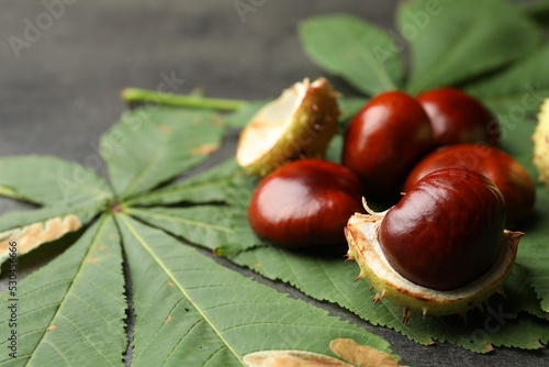 Horse chestnuts and leaves on grey table , closeup