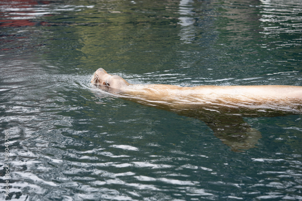 Obraz premium オットセイ アシカ 泳ぐ