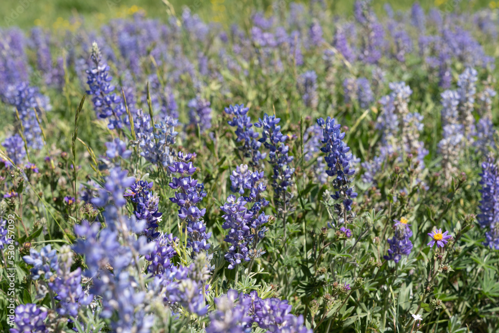 Purple lupine wildflowers in a field, in extreme intentional selective focus Purple lupine wildflowers in a field, in extreme intentional selective focus
