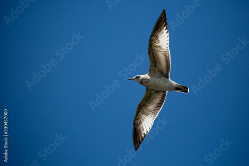 ring-billed gull (Larus delawarensis) immature flying in a blue sky with copy space