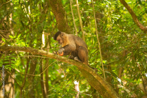 a long macaque