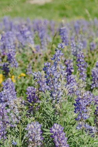 Purple lupine wildflowers in a field, in extreme intentional selective focus