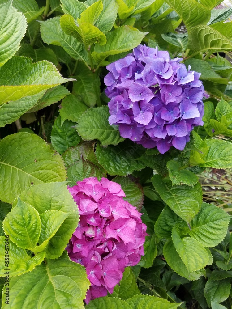 Flower Plant Blue Leaf Petal Purple