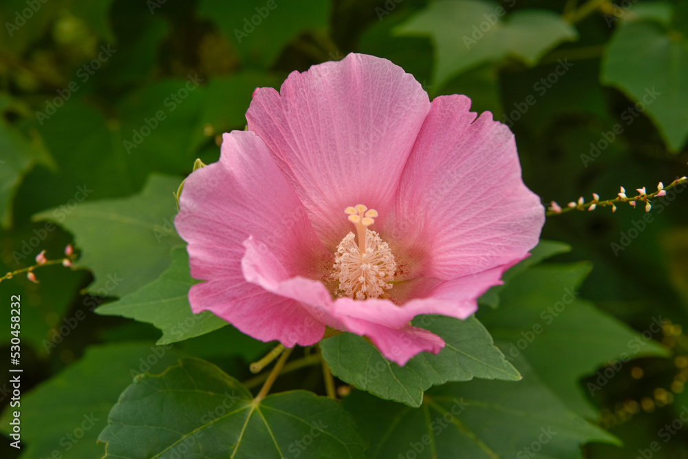 Fototapeta premium ピンク色の花のクローズアップ