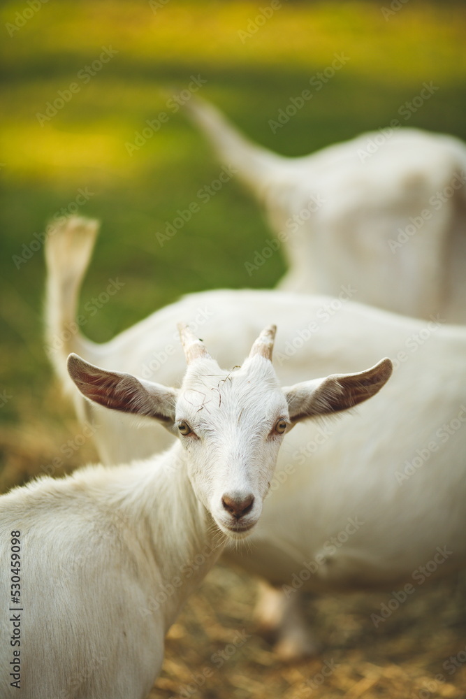 Saanan goats on a small farm in Ontario, Canada. Saanan goats on a small farm in Ontario, Canada.