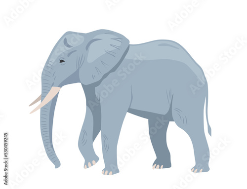 Gray african elephant. Large walking exotic animal with tusks and trunk. Heavy mammal jungle dweller. Design element for sticker or social media. Cartoon flat vector illustration on white background