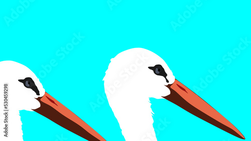 Aves
