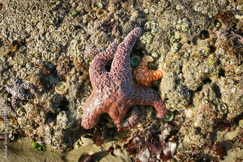 Marine invertebrates Organism Starfish Underwater Wood Marine biology