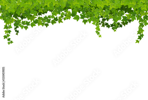Ivy lianas with green leaves, vector background with climbing vines frame. Creeper bindweed or grapes plant hang from garden wall. Decorative floral border, isolated hanging ivy branches