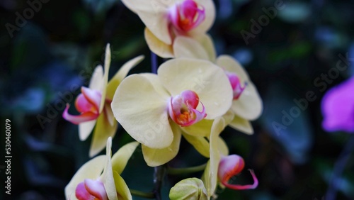 Phalaenopsis amabilis  commonly known as the moon orchid or moth orchid in India and as anggrek bulan in Indonesia  and one of Indonesia s national flowers