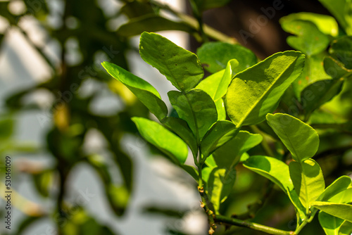 The shoots of the kaffir lime plant branches are fresh green, the leaves are transparent in the sun