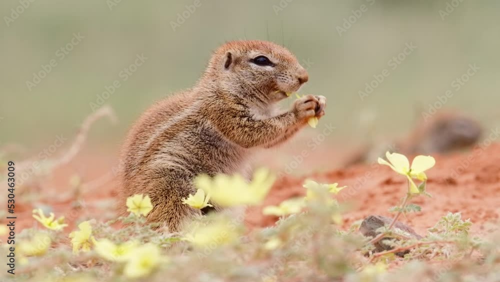 Wide shot of a Cape ground squirrel eating flowers in slow motion, Kalahari desert. Wide shot of a Cape ground squirrel eating flowers in slow motion, Kalahari desert.