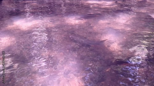 4k videos defocus blurred groups of fish swimming underwater with sunshine. Cam Thuy fish stream in the western mountains stream of Thanh Hoa Province, Vietnam. photo