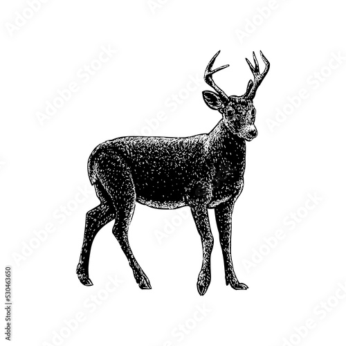 Key Deer hand drawing vector illustration isolated on background