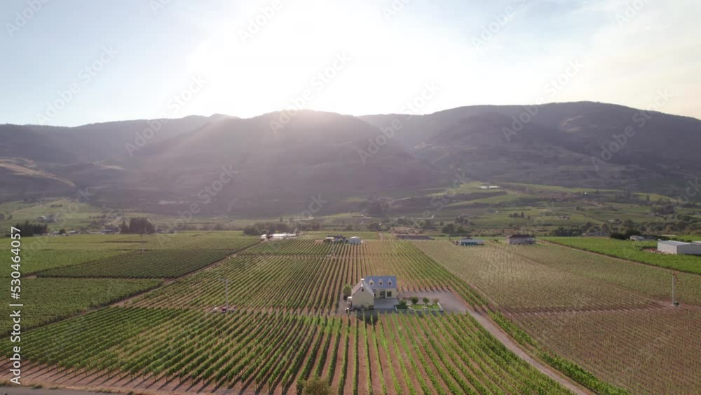 Vineyard with rows of wine grapes growing, Okanagan Valley, aerial drone footage, fields, lush valley, mountains, desert, British Columbia, Canada. 4K 4096x2304 PRORES 422 24FPS. Vineyard with rows of wine grapes growing, Okanagan Valley, aerial drone footage, fields, lush valley, mountains, desert, British Columbia, Canada. 4K 4096x2304 PRORES 422 24FPS.