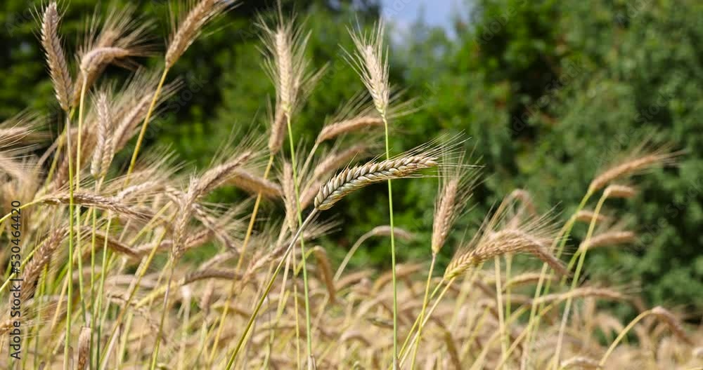 An agricultural field where wheat is grown necessary for making bread, a field with cereals during ripening An agricultural field where wheat is grown necessary for making bread, a field with cereals during ripening