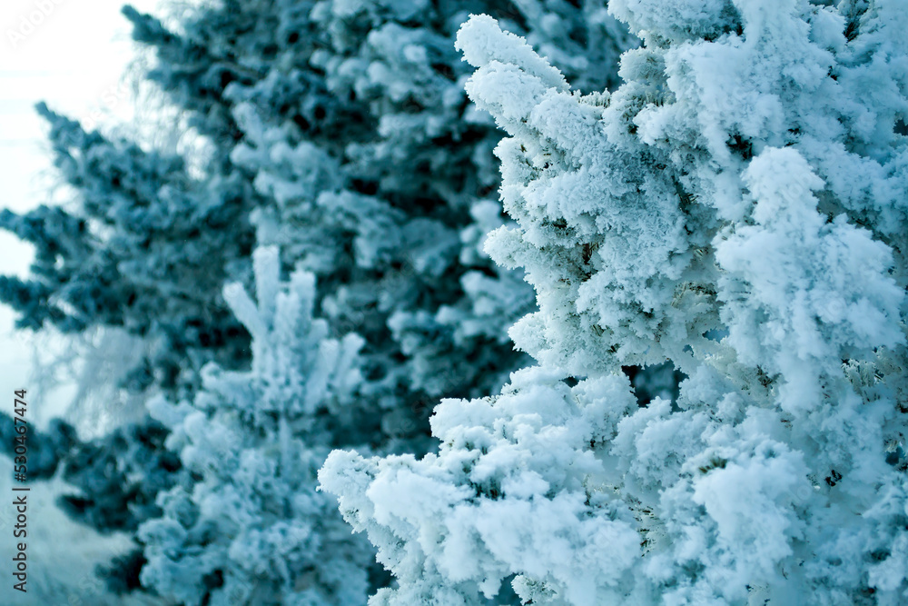 Christmas Tree Little Branch with Hoarfrost. Christmas Tree Little Branch with Hoarfrost.