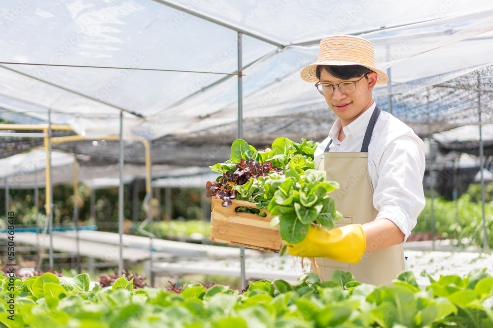 Hydroponic vegetable concept, Young Asian man picking fresh salad into basket in hydroponic farm Hydroponic vegetable concept, Young Asian man picking fresh salad into basket in hydroponic farm
