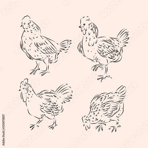 Set of hen,rooster, chicken, poultry farm animal icon character vector illustration.
