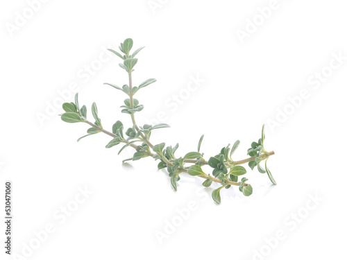Thyme isolated on white background © siwaporn999