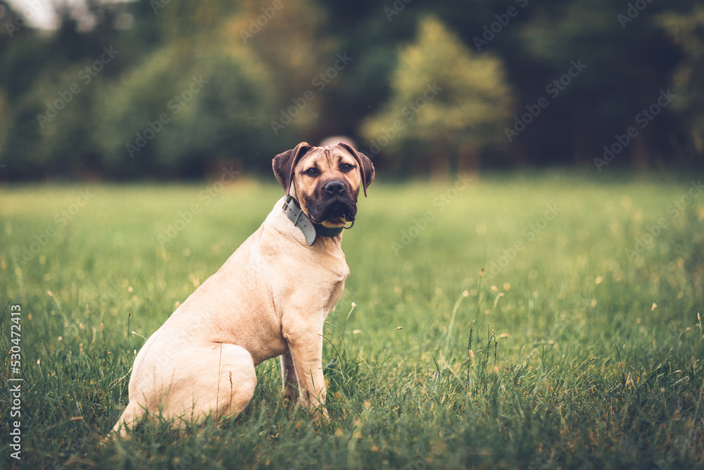 Portrait of a cute puppy mastiff dog in nature