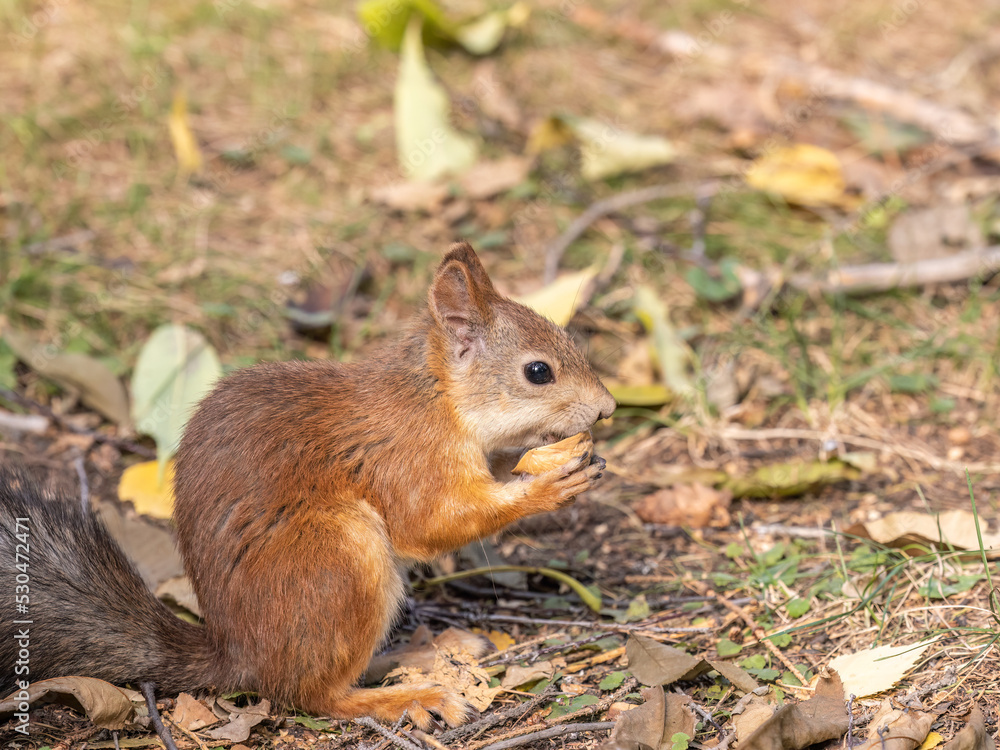Autumn squirrel with nut sits on green grass with fallen yellow leaves Autumn squirrel with nut sits on green grass with fallen yellow leaves