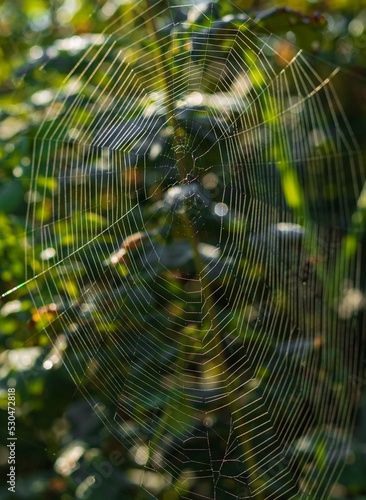 Spider web in the dark forest, the morning dew.Morning dew on a spider web.The kingdom of the spiders in a dark forest