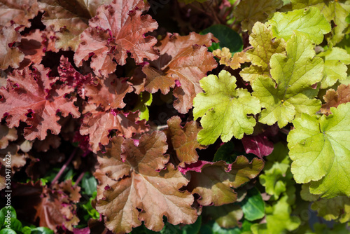 Bushy leaf of Begonia rex red and lime . Begonia foliage background photo