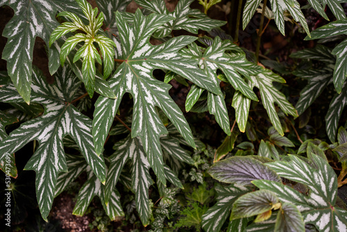 Begonia Sierra Gentle Rain foliage close up. Begonia foliage background.