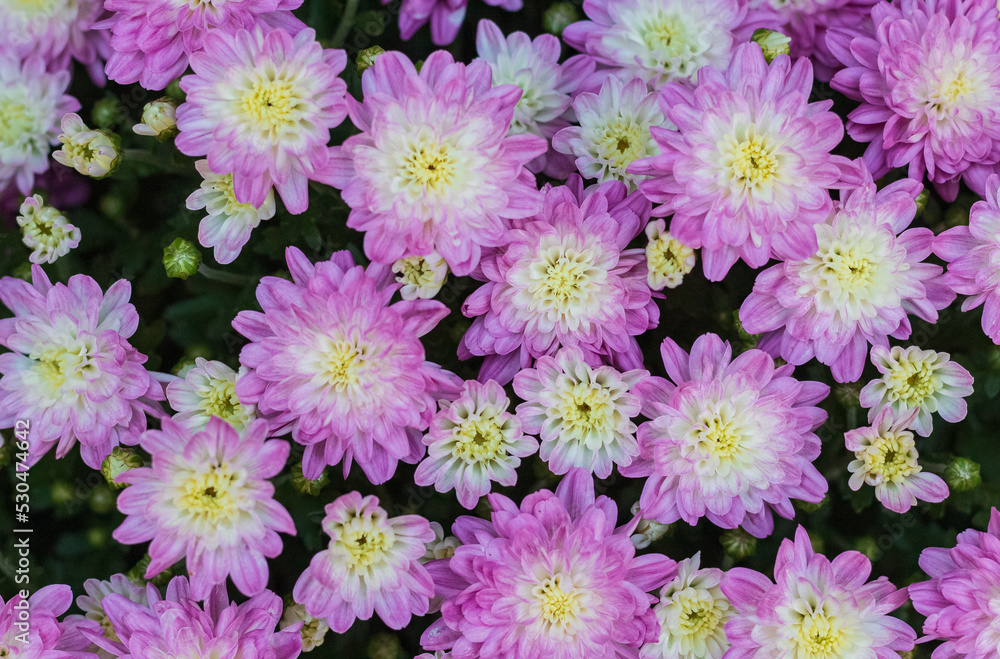 Obraz premium Purple color chrysanthemum. Chrysanthemum morifolium. Chrysanthemum flower in the garden