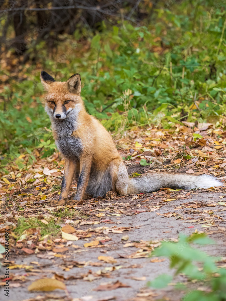 Obraz premium Close up of a red fox Vulpes vulpes, sitting on a path in the forest.