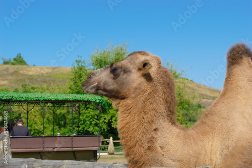 camel standing sideways in the zoo