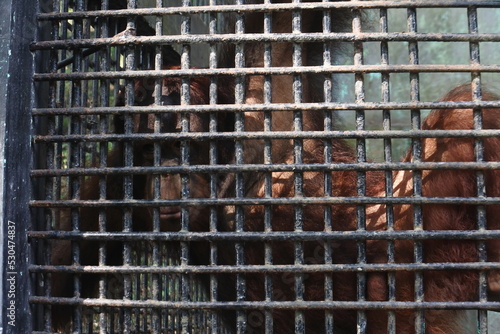 monkey in a captivity cage.