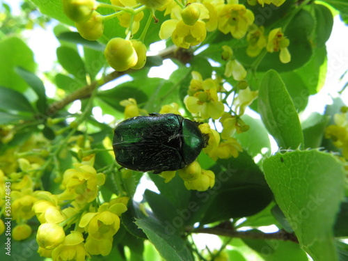 Wallpaper Mural nature Torontodigital.ca