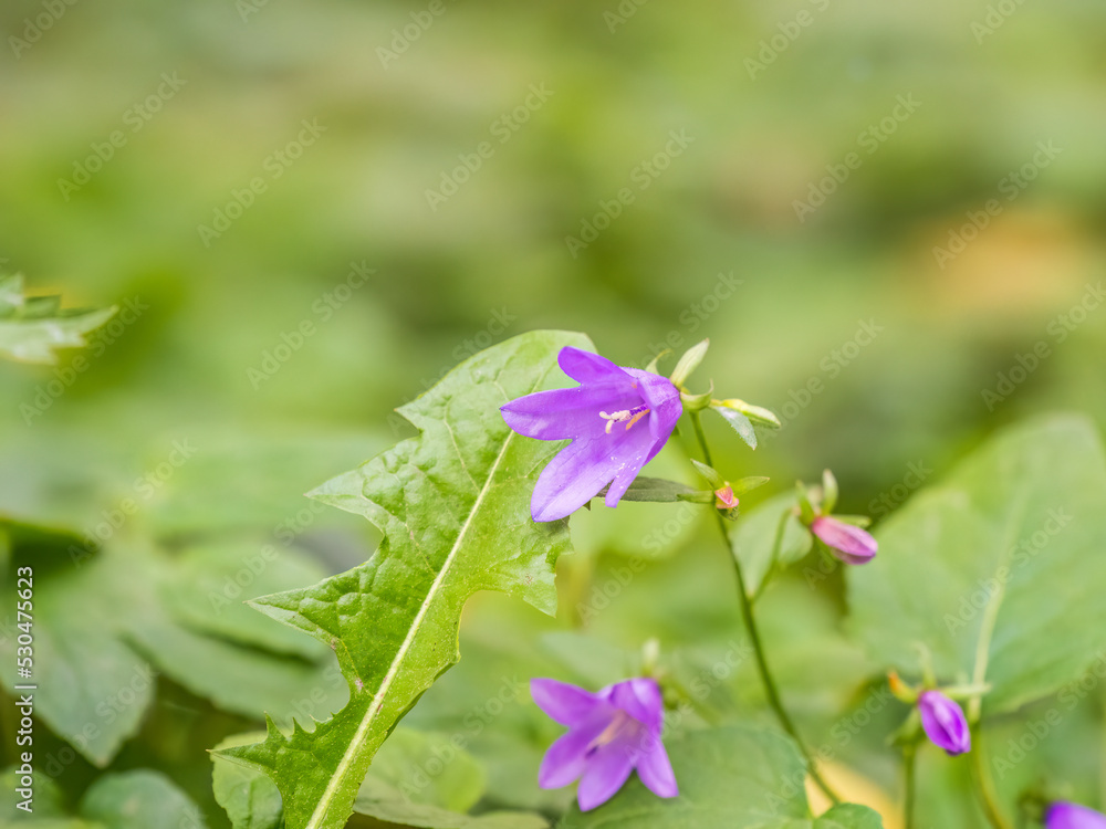 Campanula rapunculoides, creeping bellflower, or rampion bellflower Campanula rapunculoides, creeping bellflower, or rampion bellflower