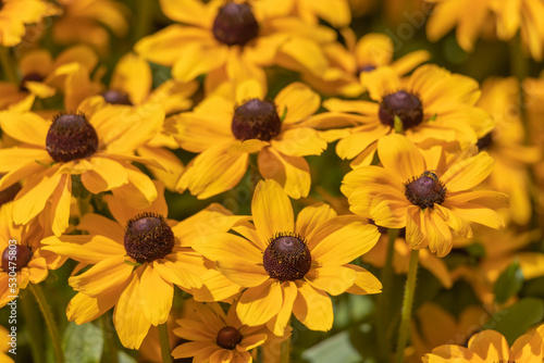 Beautiful autumn yellow flowers.
