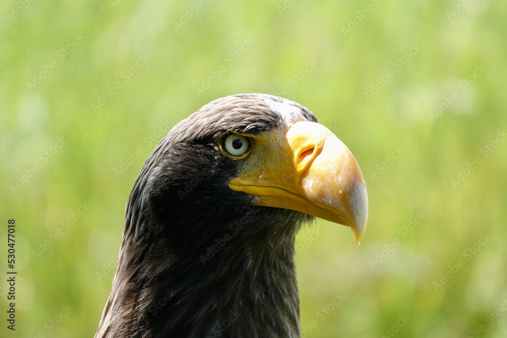 Haliaeetus pelagicus, side close-up portrait of Steller's sea eagle head with nice yellow beak. High quality photo Haliaeetus pelagicus, side close-up portrait of Steller's sea eagle head with nice yellow beak. High quality photo
